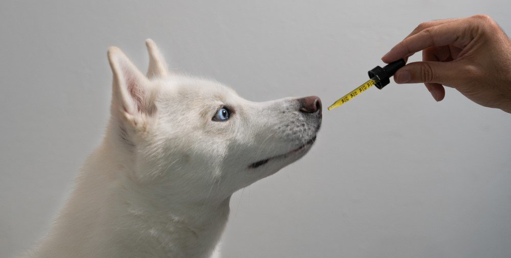 cbd para mascotas